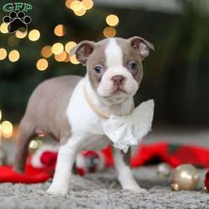 Marla, Boston Terrier Puppy